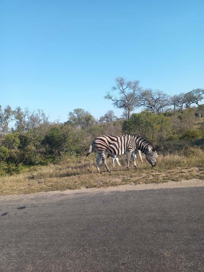 Pilanesberg National Park - What the guide adds to the day