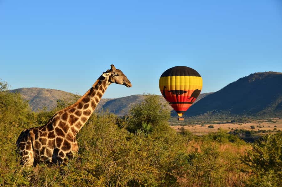 Pilanesberg National Park/Sun City Hot Air Balloon Safari - A sunrise start in Sun City or Pilanesberg