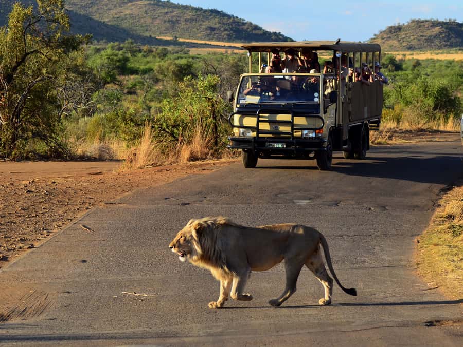 Pilanesberg National Park/Sun City Hot Air Balloon Safari - Who will enjoy this most
