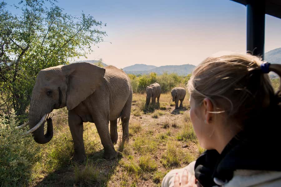 Pilanesberg: Two-Day Camping Adventure from Johannesburg - Three drives, three different ways to see wildlife