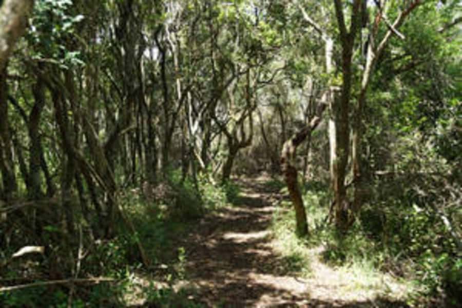 Plettenberg: 2-Hour Zipline Tour - Starting at A13a Airport Road