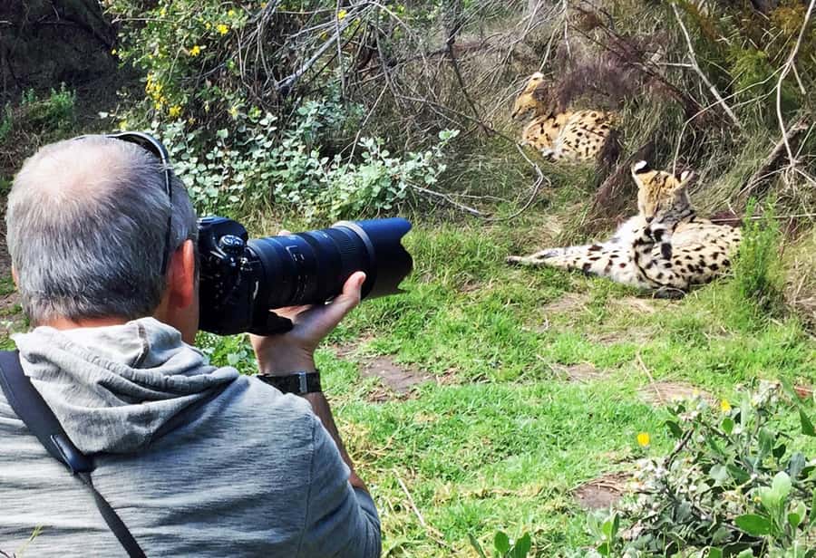 Plettenberg Bay: Cats in Conservation Full Day Tour - What makes this Tenikwa day different