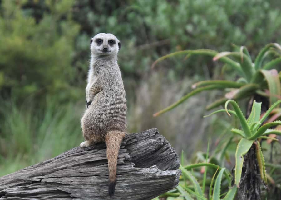 Plettenberg Bay: Cats in Conservation Full Day Tour - The Tsitsikamma forest walk