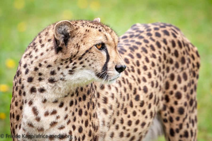 Plettenberg Bay: Cats in Conservation Full Day Tour - Enrichment for animals that cannot be released