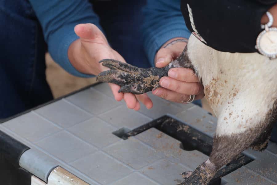Plettenberg Bay: Cats in Conservation Full Day Tour - Preparing food and watching afternoon feedings