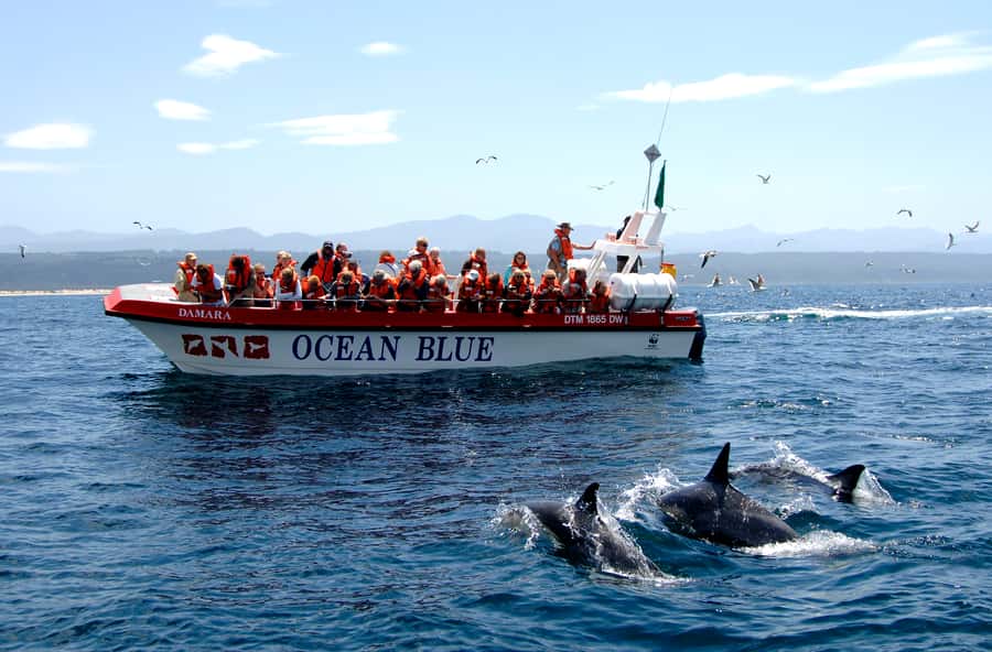 Plettenberg Bay: Dolphin and Marine Boat Tour - Key points to know before you book