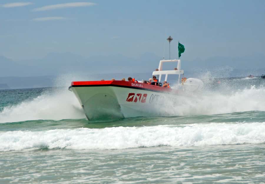 Plettenberg Bay: Dolphin and Marine Boat Tour - Crossing the bay with seabirds and possible whales