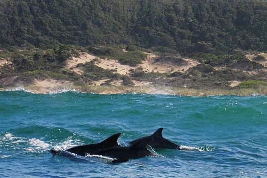 Plettenberg Bay: Dolphin and Marine Boat Tour - Robberg Peninsula from its wild side