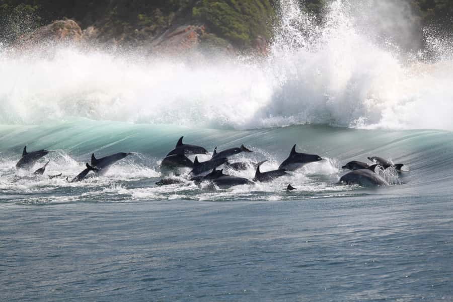 Plettenberg Bay: Dolphin and Marine Boat Tour - Seals, sharks, and the return inside Robberg
