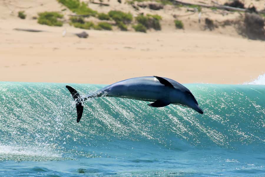 Plettenberg Bay: Dolphin and Marine Boat Tour - The history of Robberg Beach and the final landing