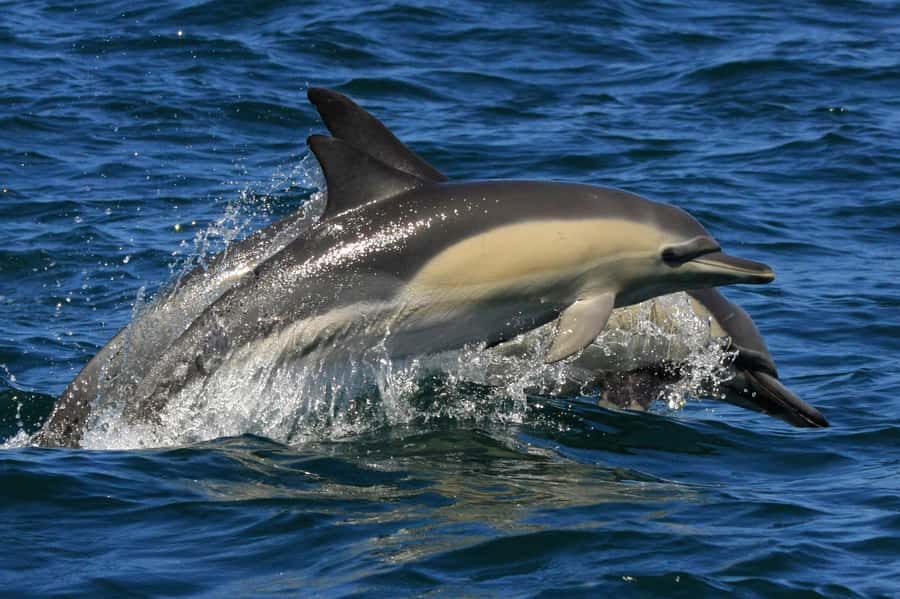 Plettenberg Bay: Dolphin and Marine Boat Tour - Who will enjoy this boat trip most