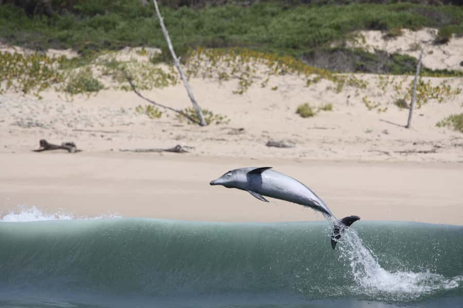 Plettenberg Bay: Dolphin and Marine Boat Tour - Practical advice for a better outing