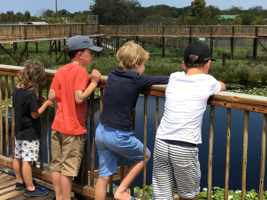Plettenberg Bay: EcoKidz Family Wildlife Tour - Why Tenikwa works well for children