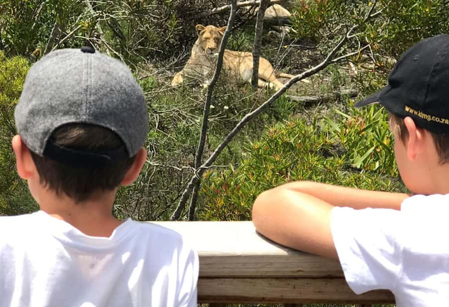 Plettenberg Bay: EcoKidz Family Wildlife Tour - Meerkats, owls, and penguins break up the cat walk