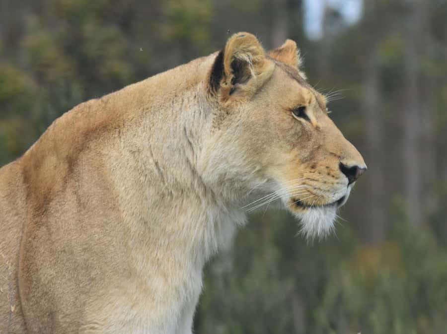 Plettenberg Bay: EcoKidz Family Wildlife Tour - What happens from arrival to the final certificate