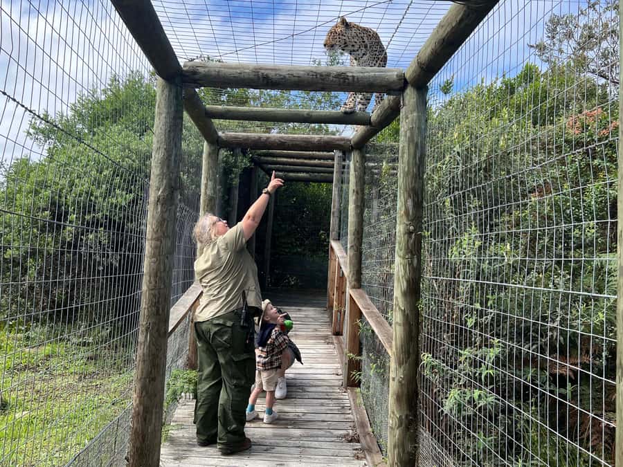 Plettenberg Bay: EcoKidz Family Wildlife Tour - The wild cats are the main event