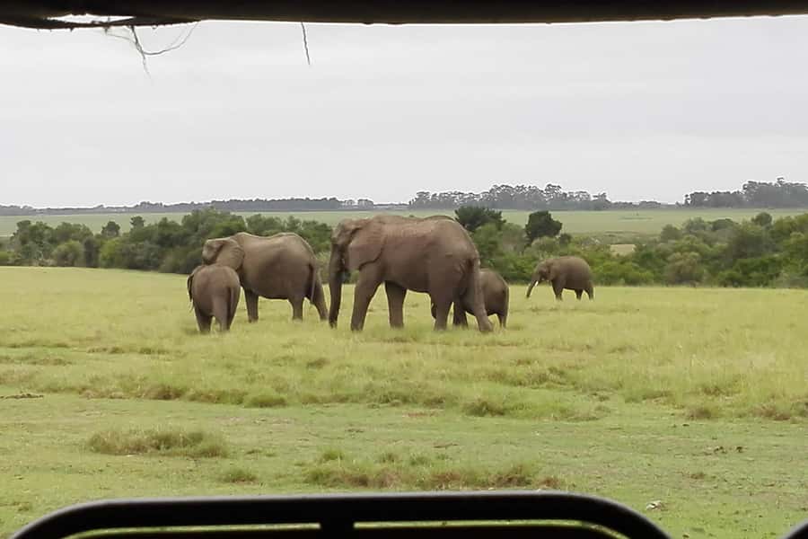 Plettenberg Bay Game Reserve: 2-Hour Game Drive - Key points to know before you book