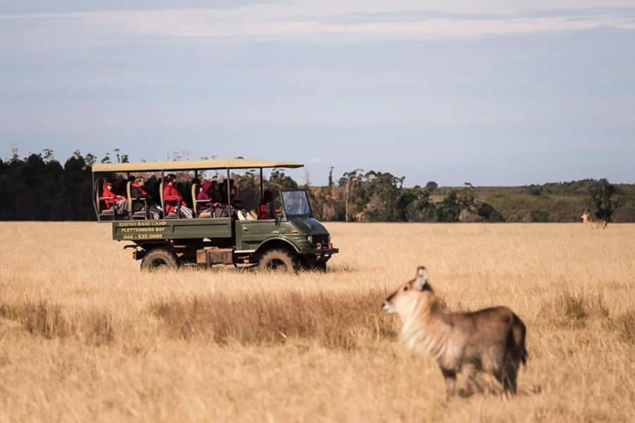 Plettenberg Bay Game Reserve: 2-Hour Game Drive - Why this short safari works in Plettenberg Bay