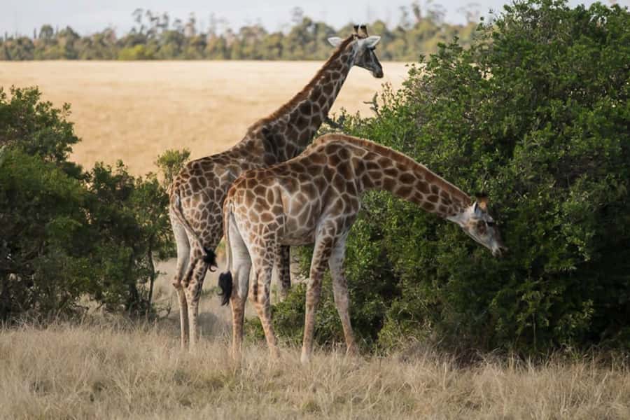 Plettenberg Bay Game Reserve: 2-Hour Game Drive - Arriving at the Safari Center