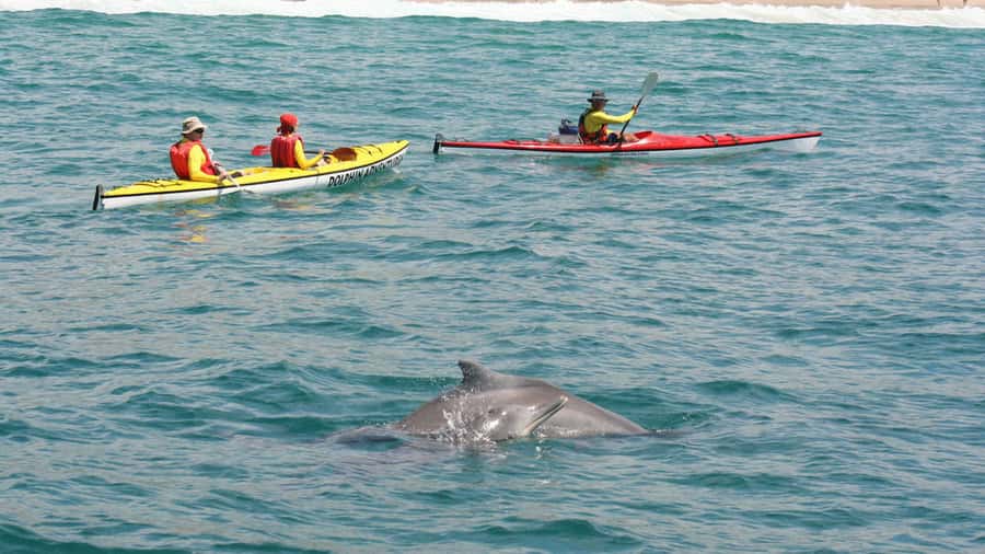 Plettenberg Bay: Guided Sea Kayak Tour - Wildlife at water level