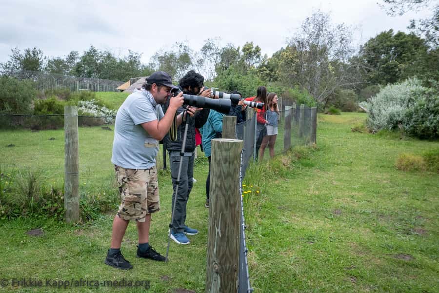 Plettenberg Bay: Private Guided Wildlife Photography Tour - What Tenikwa gives you in about two hours