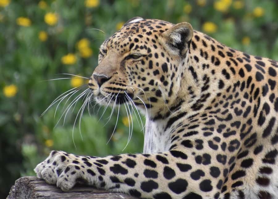 Plettenberg Bay: Private Guided Wildlife Photography Tour - The white lion and the elevated final viewpoint