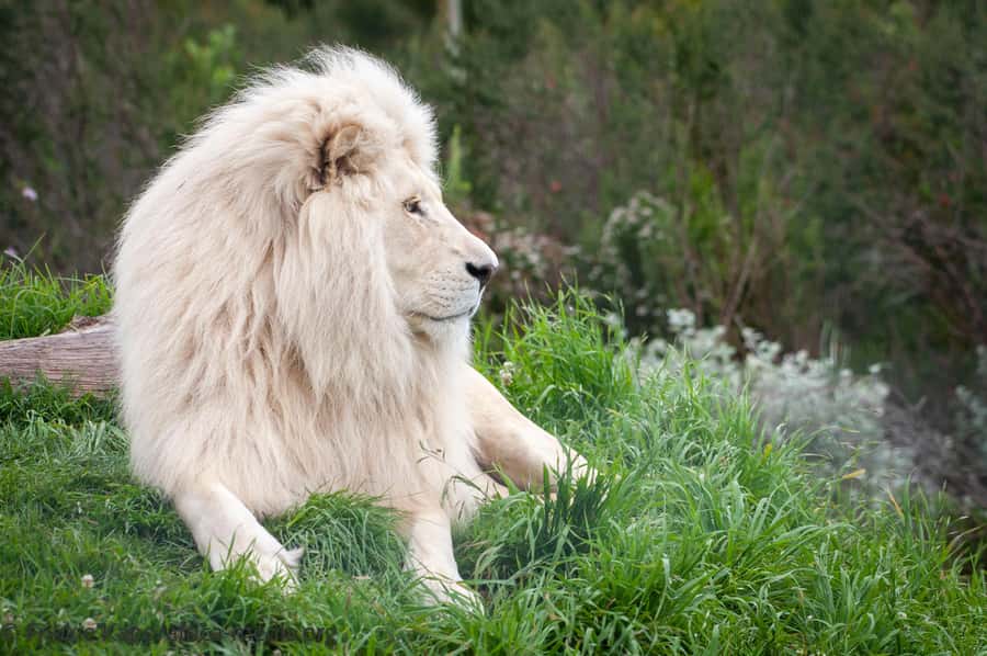 Plettenberg Bay: Private Guided Wildlife Photography Tour - Getting to Tenikwa from Plettenberg Bay