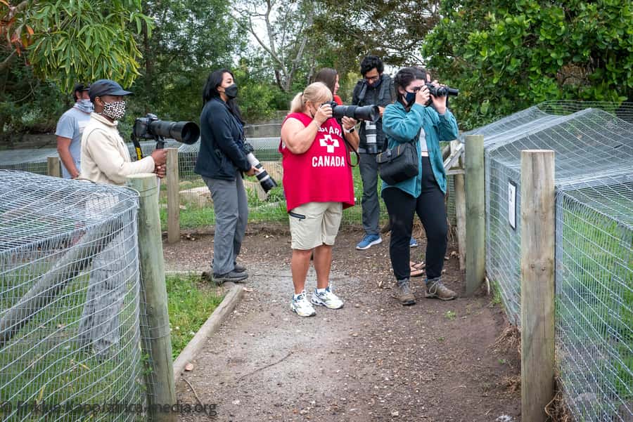 Plettenberg Bay: Private Guided Wildlife Photography Tour - Cheetahs and the conservation story behind the photographs