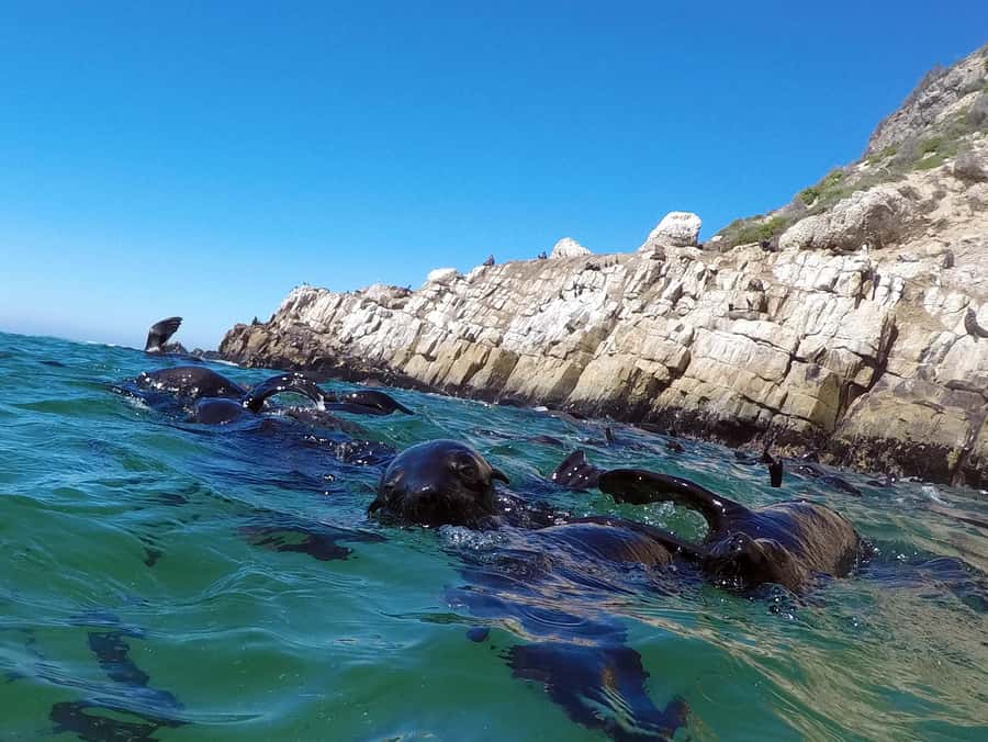 Plettenberg Bay: Seal Colony Viewing Excursion - Setting Out From Central Beach