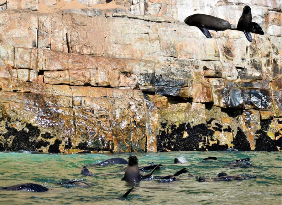 Plettenberg Bay: Seal Colony Viewing Excursion - The Shared-Boat Detail You Should Know