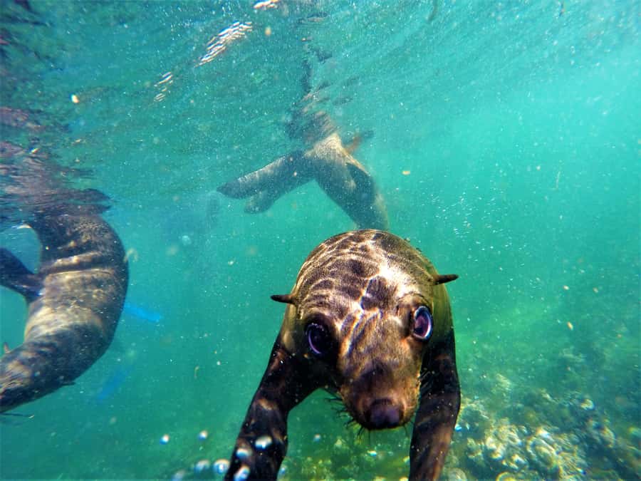 Plettenberg Bay: Seal Colony Viewing Excursion - Should You Book the Robberg Seal Excursion?