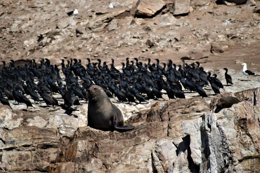 Plettenberg Bay: Seal Colony Viewing Excursion - Meeting the Cape Fur Seals at Robberg