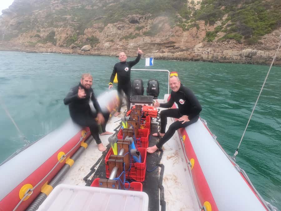 Plettenberg Bay: Seal Swimming Experience - Key things to know before swimming with the seals