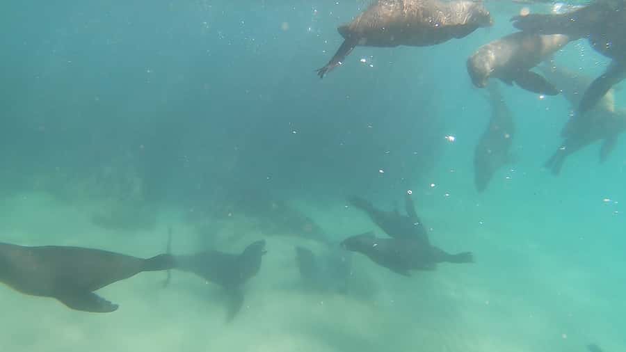 Plettenberg Bay: Seal Swimming Experience - Twenty to twenty-five minutes in the water