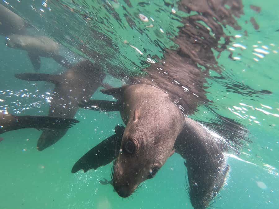 Plettenberg Bay: Seal Swimming Experience - Free photos and the practical value of the price