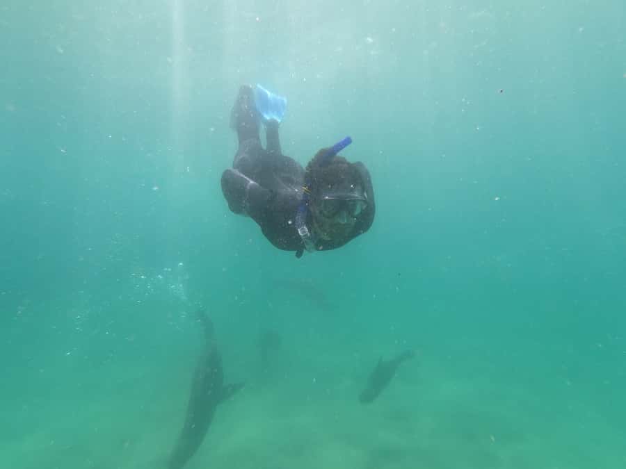 Plettenberg Bay: Seal Swimming Experience - Timing, cancellations, and what to pack