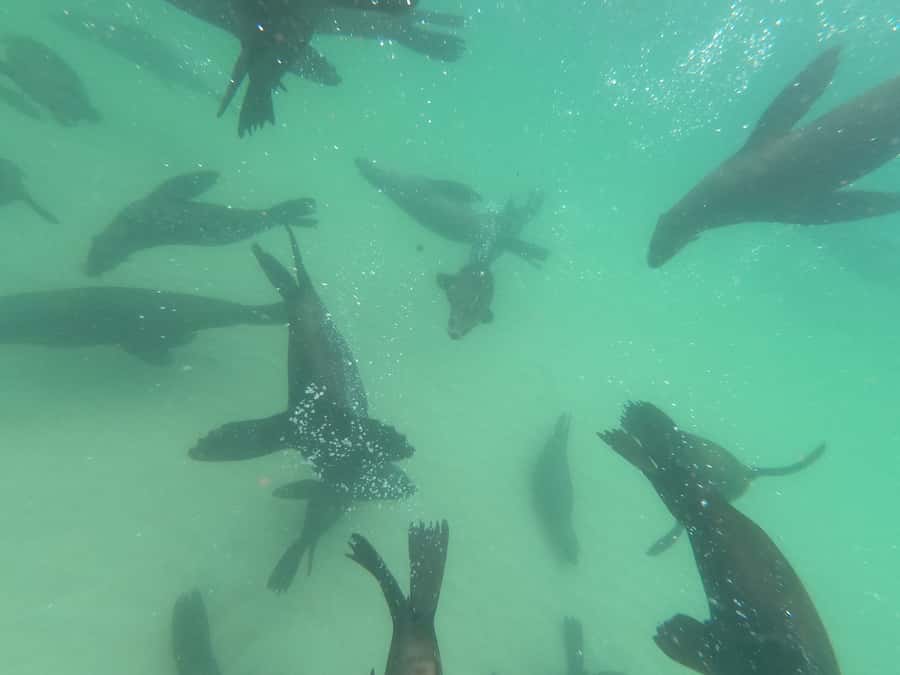 Plettenberg Bay: Seal Swimming Experience - FAQ