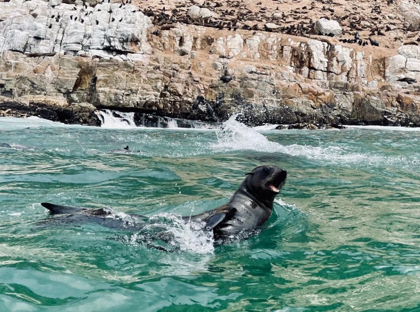 Plettenberg Bay: Seal Viewing Boat Trip - Robberg seals, viewed from the water