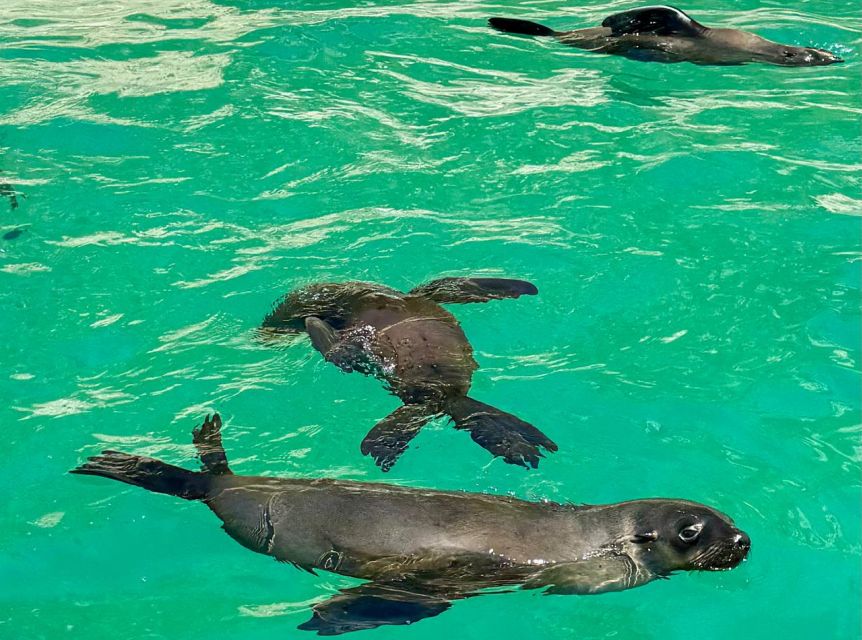 Plettenberg Bay: Seal Viewing Boat Trip - Watching the Cape fur seal colony