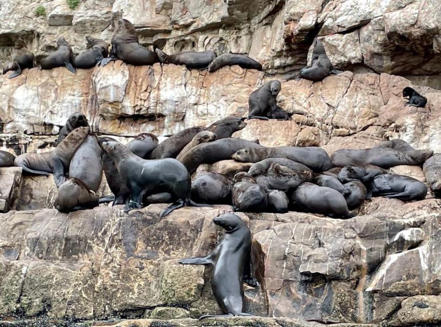 Plettenberg Bay: Seal Viewing Boat Trip - Who will enjoy this trip most