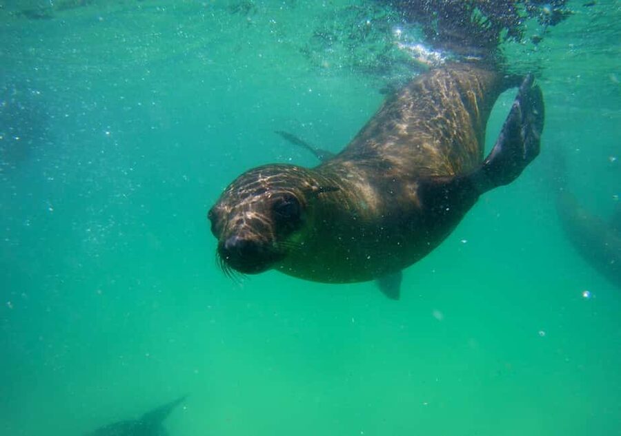 Plettenberg Bay: Seal Viewing Boat Trip - From the Beacon Island Hotel to the boat