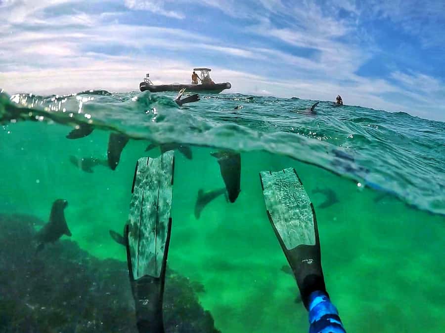 Plettenberg Bay: Swim with Seals - Key points to know before you book