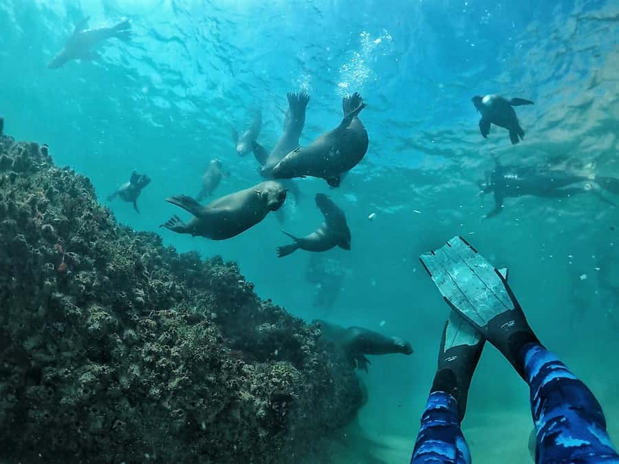 Plettenberg Bay: Swim with Seals - Getting ready at Central Beach