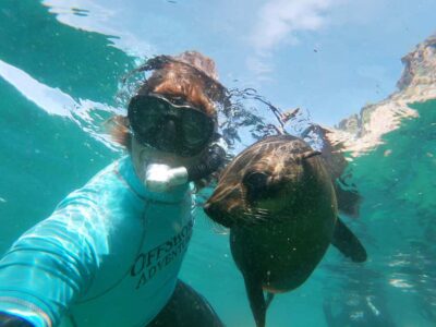 Swim with Seals