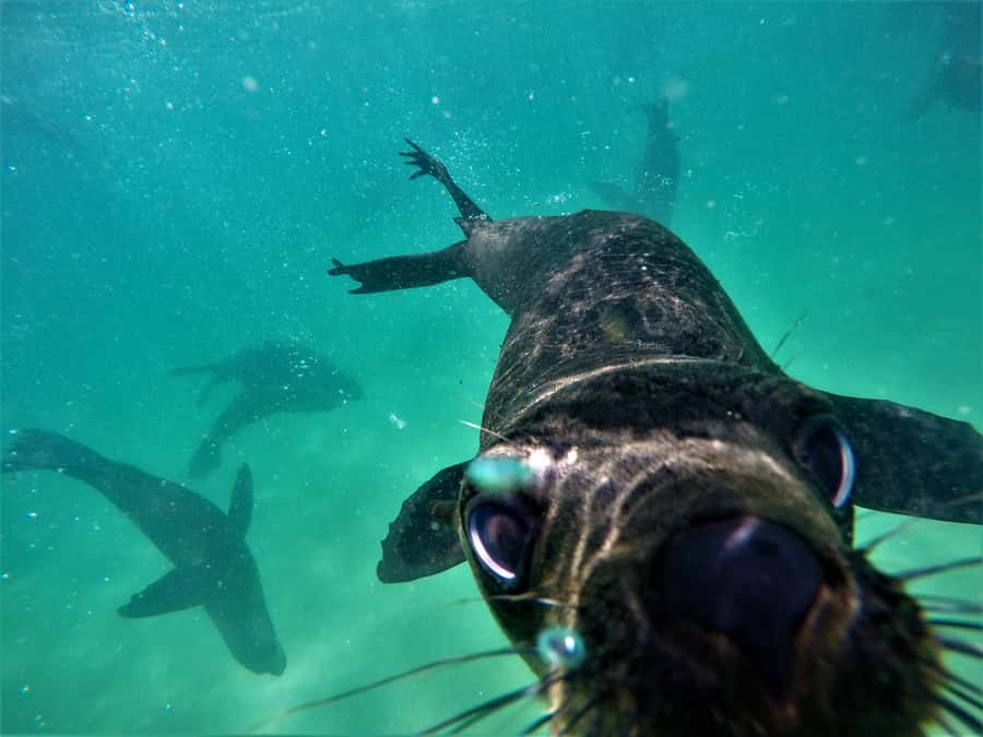 Plettenberg Bay: Swim with Seals - Thirty minutes in the water