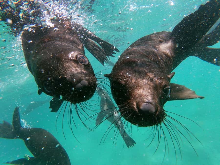 Plettenberg Bay: Swim with Seals - Guides who keep the encounter under control