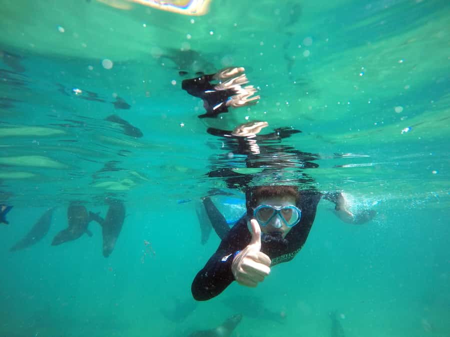 Plettenberg Bay: Swim with Seals - Photos included, custom video extra