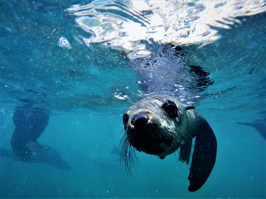 Plettenberg Bay: Swim with Seals - Is $61 good value?