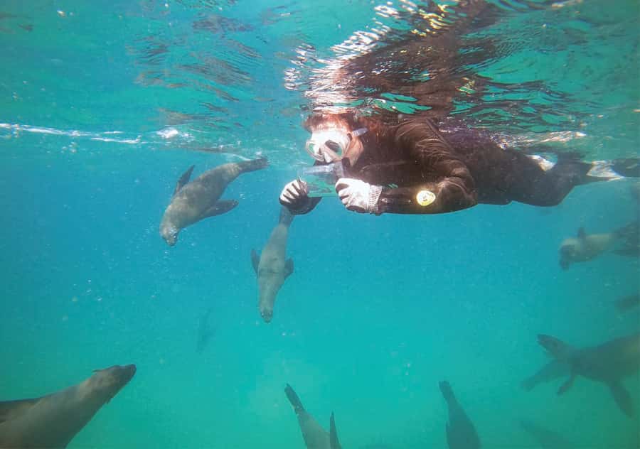 Plettenberg Bay: Swim with the Seals - Why this seal swim feels different