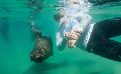 Swim with the Seals